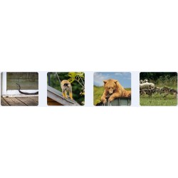 Kamera IP Ezviz EB8 Pro Ranger 8MP z panelem słonecznym 8W 4G Wi-Fi