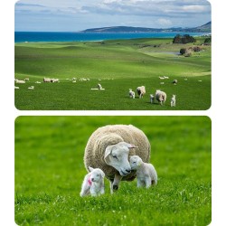 Kamera IP Ezviz HB90X Dual 4G Wi-Fi Kit 4MP+4MP z panelem solarnym 8W